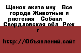 Щенок акита ину - Все города Животные и растения » Собаки   . Свердловская обл.,Реж г.